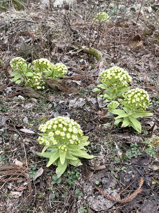 花咲いちゃってる