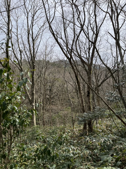 木の間から主峰を振り返る