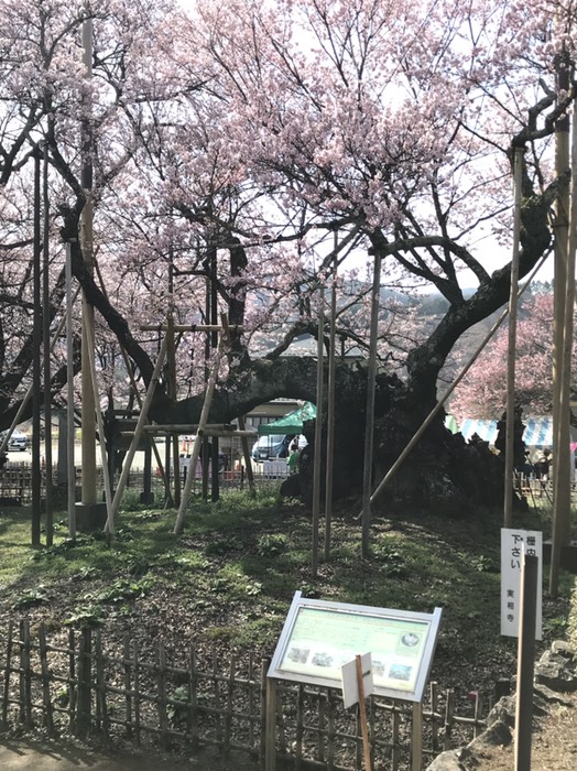神代桜