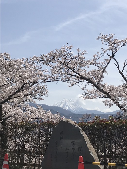 富士山と🌸