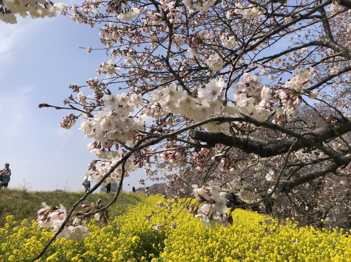 熊谷桜堤3