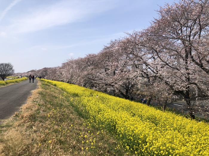 熊谷桜堤4
