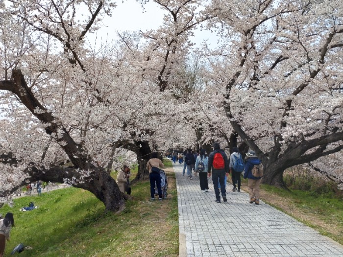 背割堤の桜