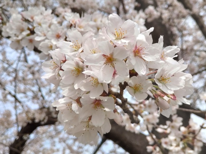 桜