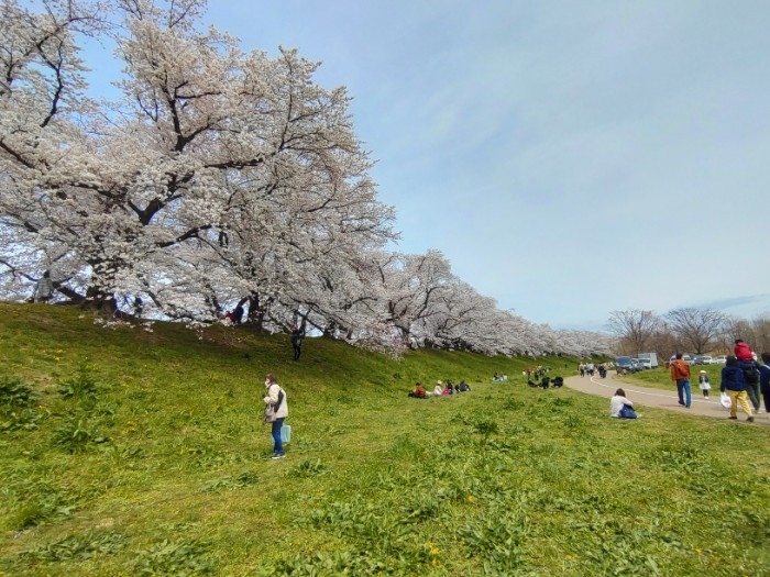 背割堤の桜