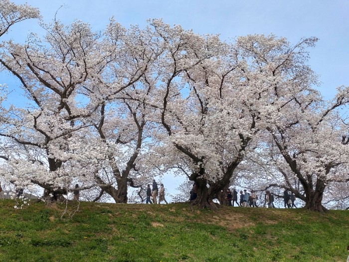 背割堤の桜