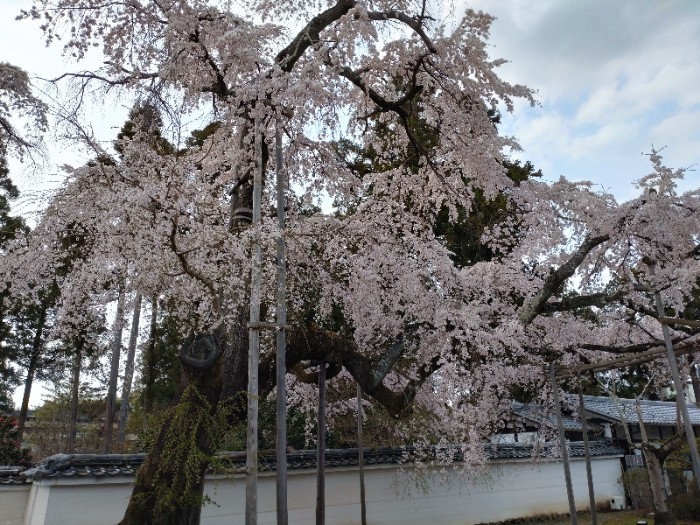 三宝院 桜