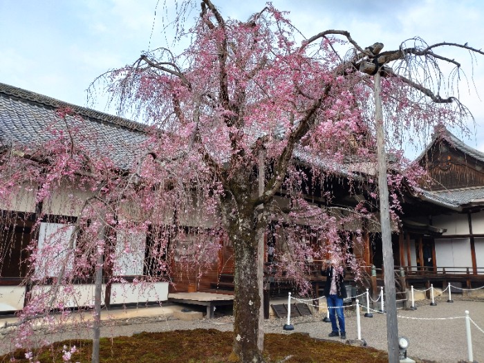 三宝院 しだれ桜