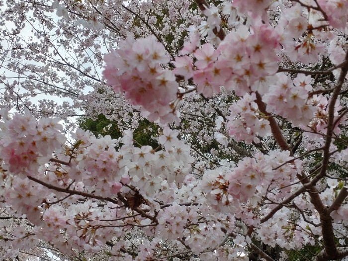 桜