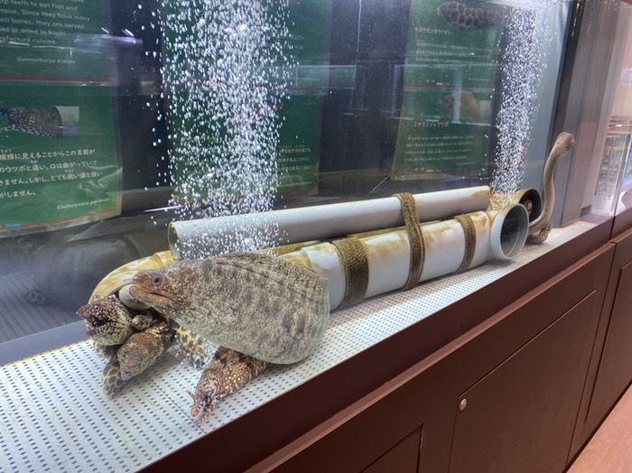 むろと廃校水族館③