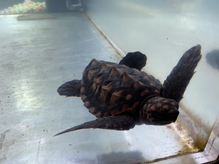 むろと廃校水族館④