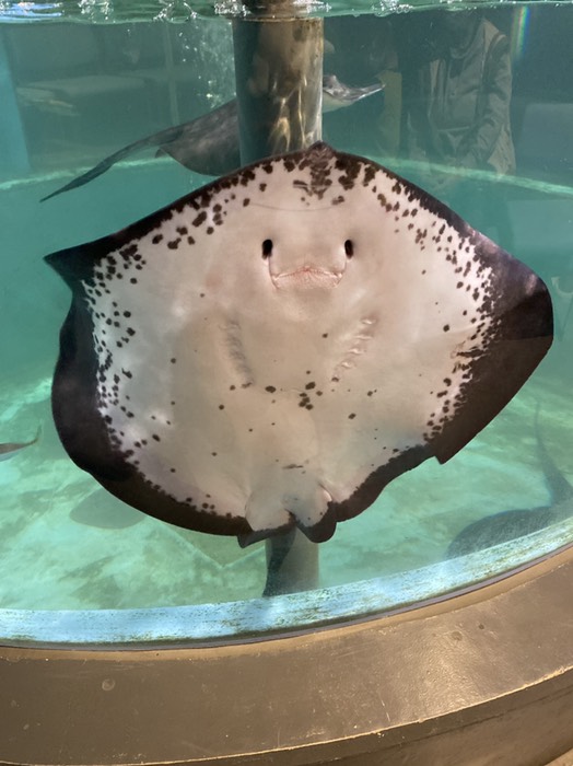 むろと廃校水族館⑤