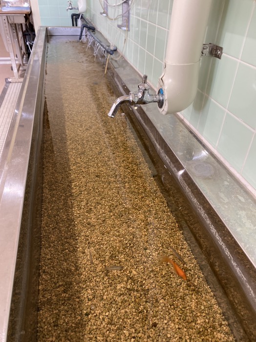 むろと廃校水族館⑥