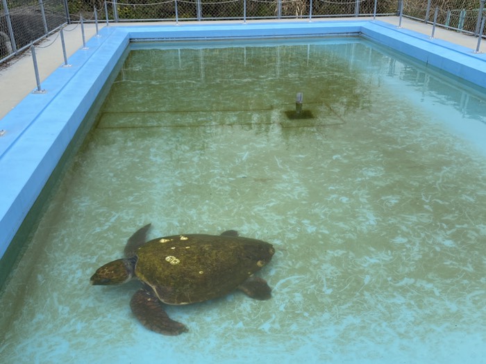 むろと廃校水族館⑧