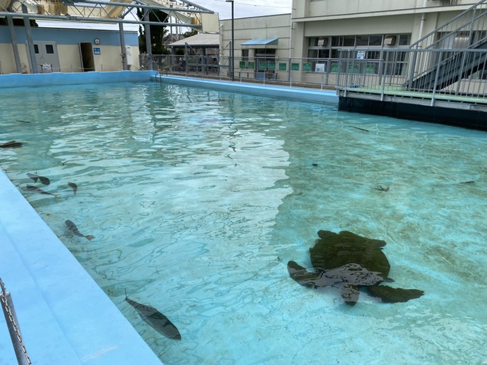 むろと廃校水族館10
