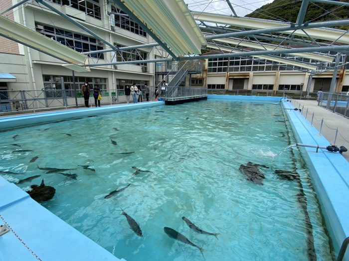 むろと廃校水族館11