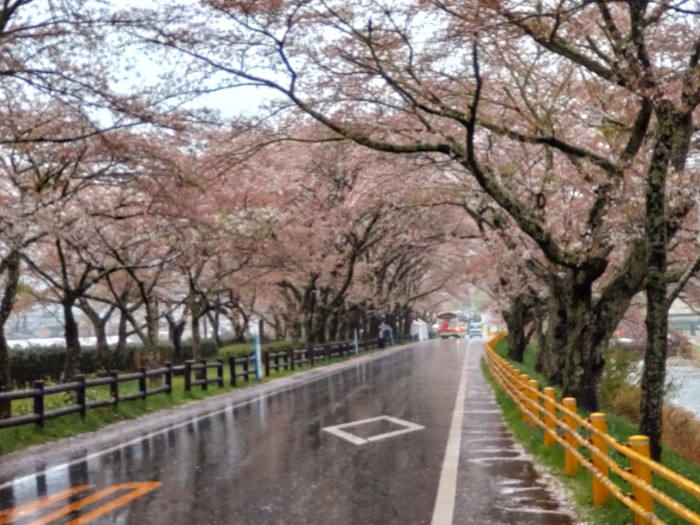 川根桜通り