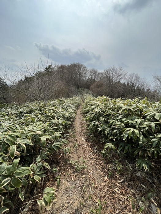 明るい県境尾根