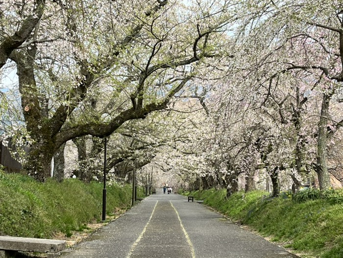 徳佐八幡宮枝垂れ桜参道