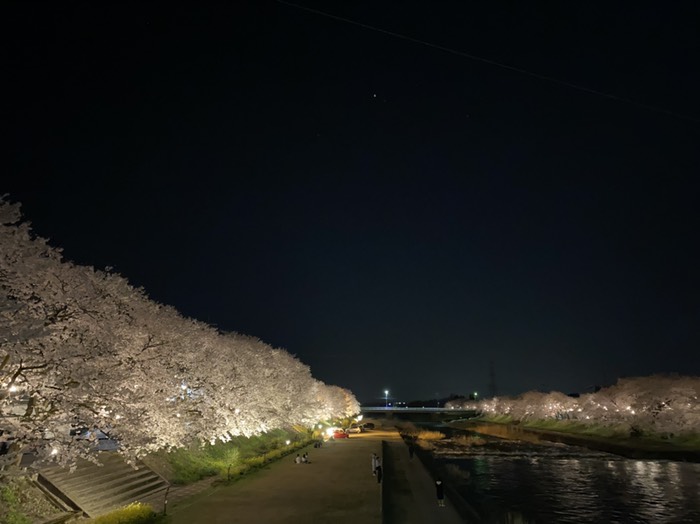 夜桜