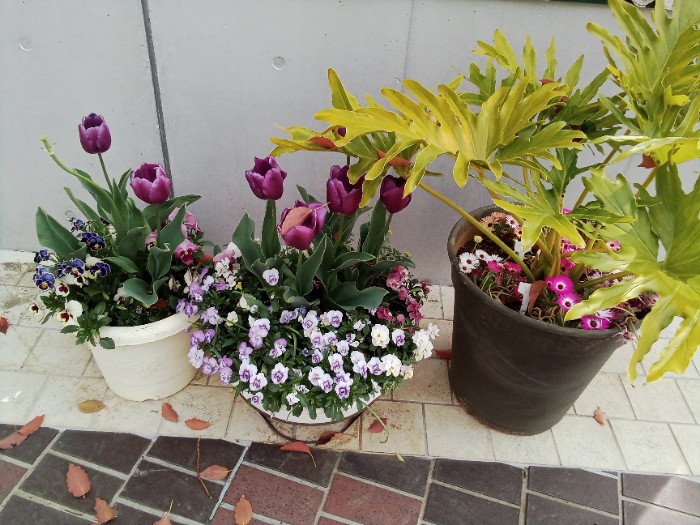 紫色のチューリップ