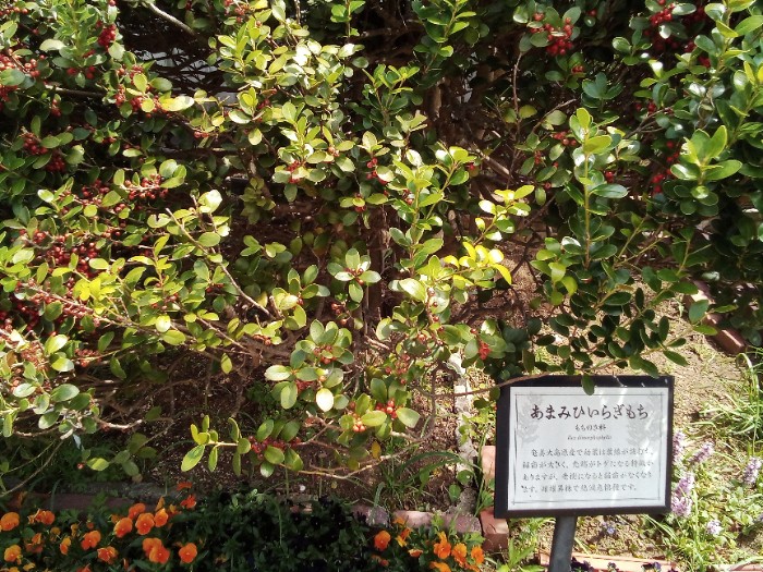 奄美大島原産のヒイラギ