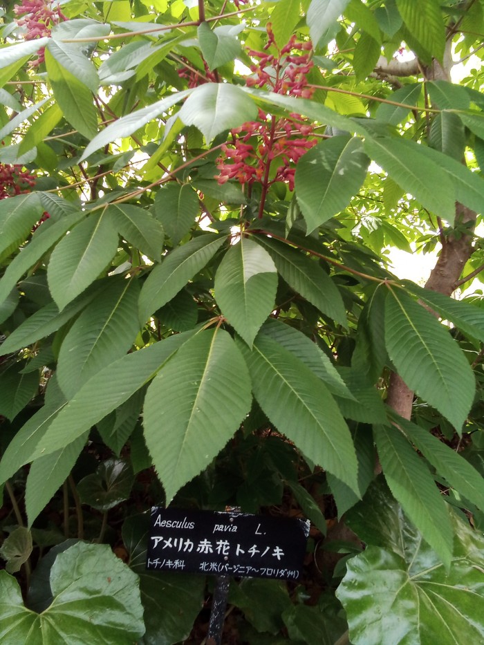 アメリカ赤花トチノキ