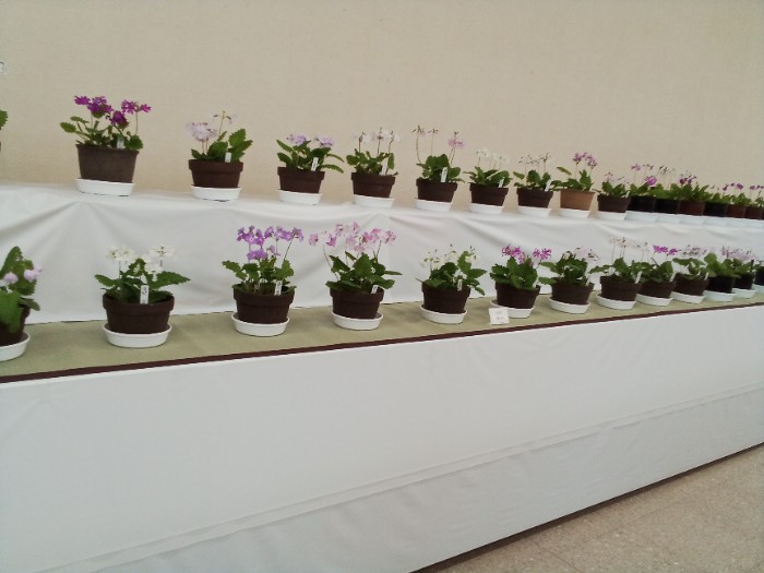 さくらそう展示会