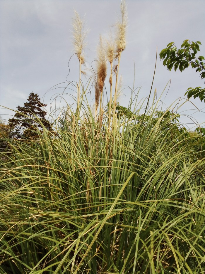 パンパスグラス