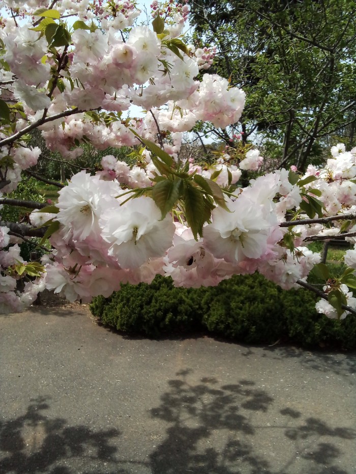 八重桜
