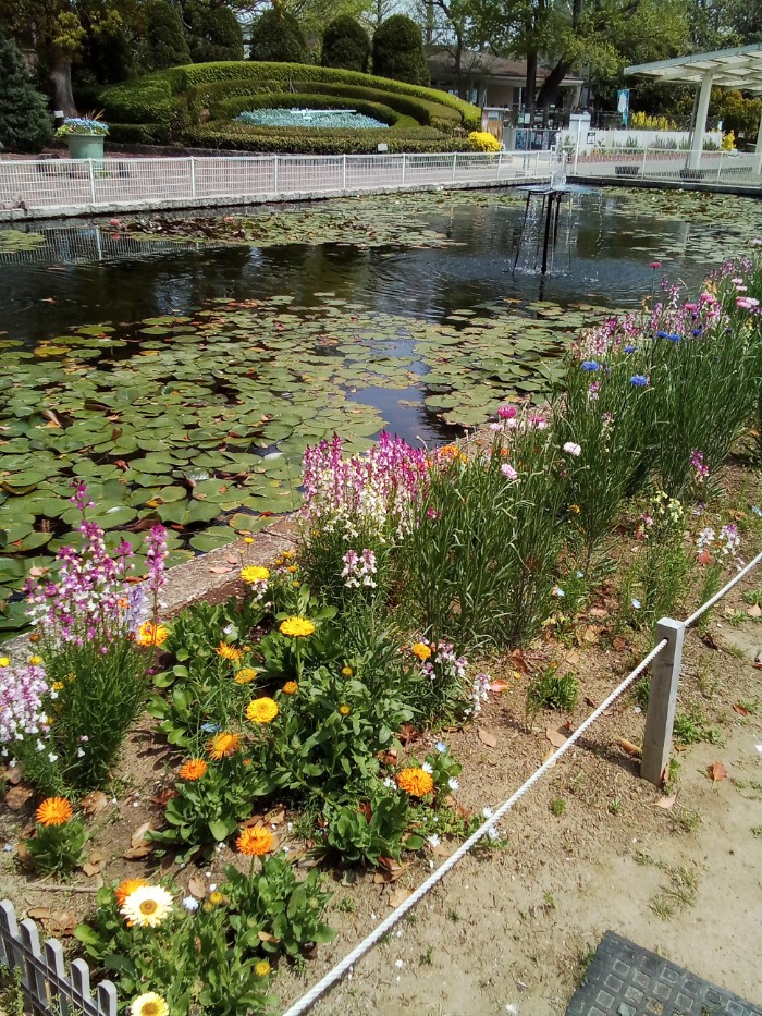 睡蓮の池と花たち