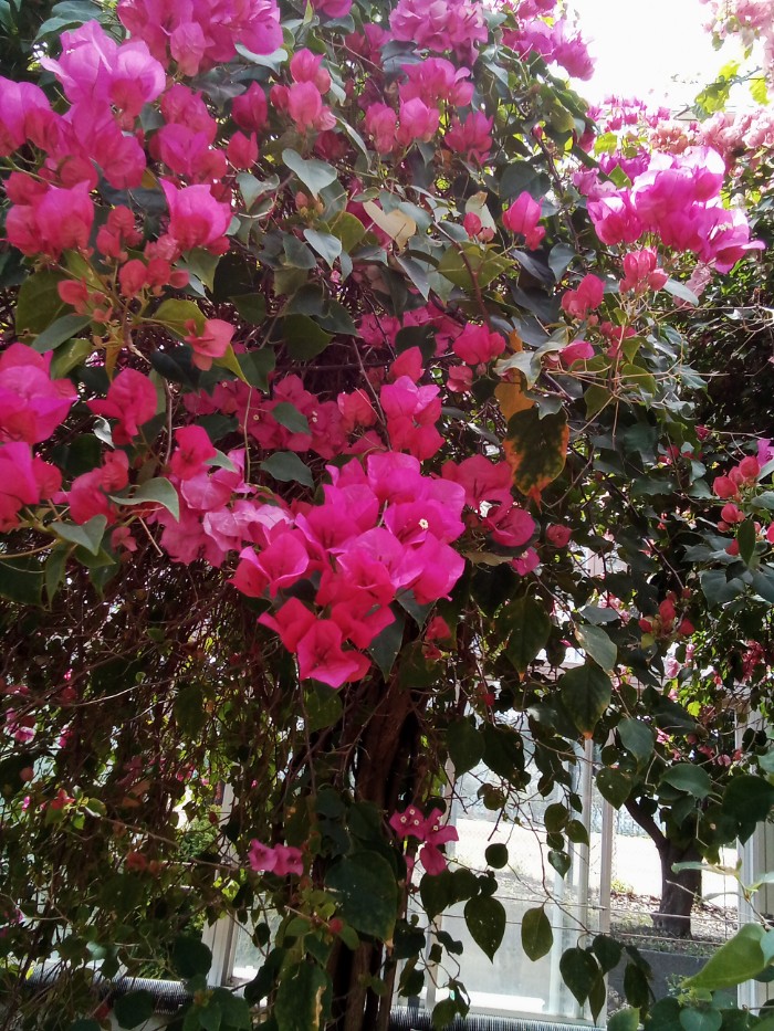 ブーゲンビリア