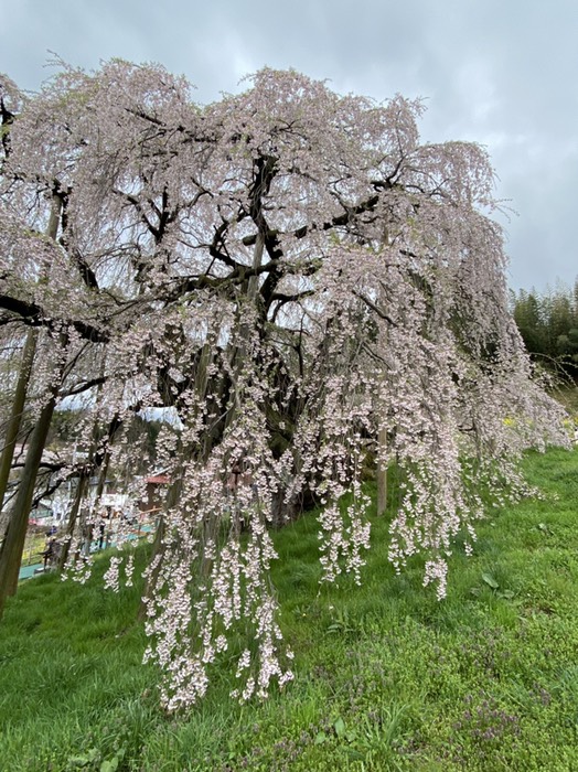 三春滝桜12