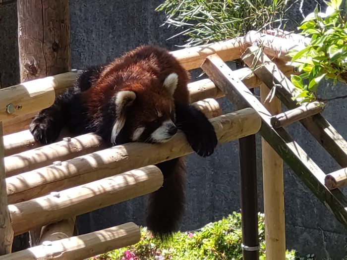 レッサーパンダ 西山動物園