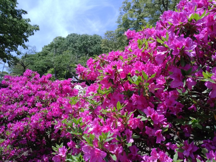 ツツジ