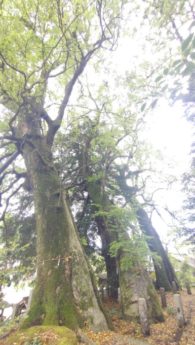 600年の大楠