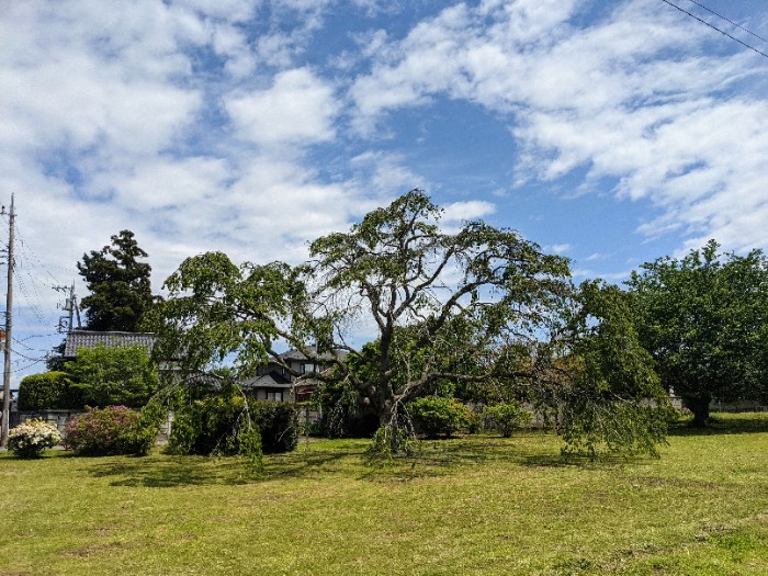 団地の枝垂れ桜