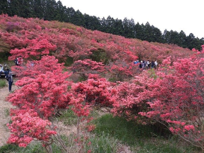 自然つつじ園