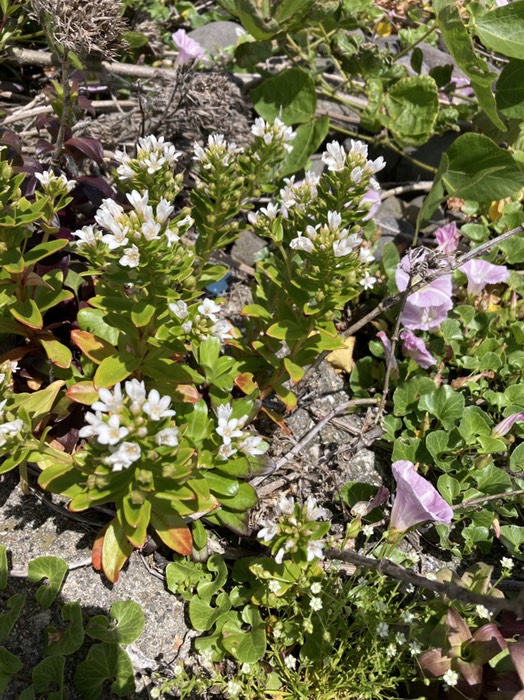 浜ボッス　仏子