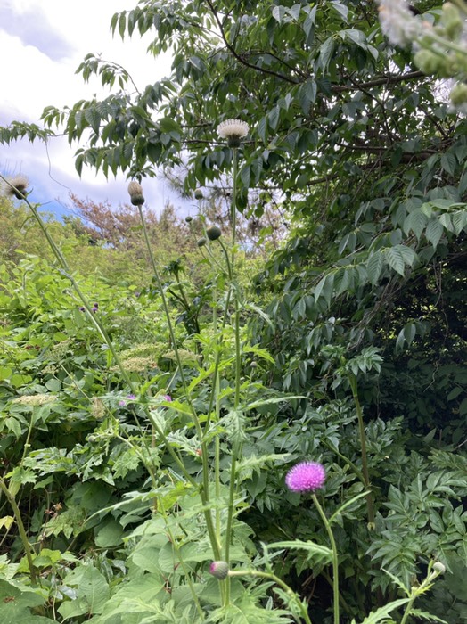 シロバナのあざみ