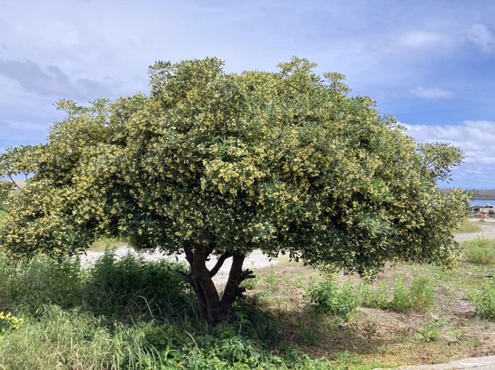 とべら　いい香りがします