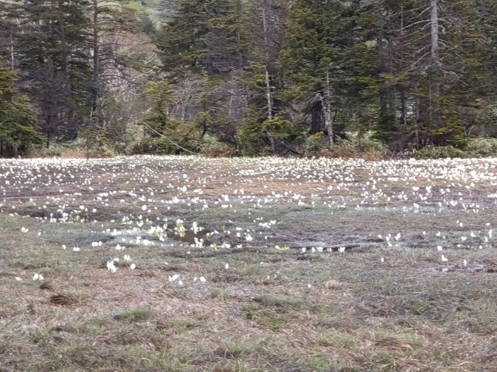 水芭蕉の群生 大江湿原