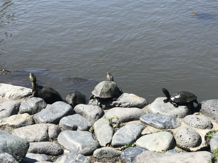 亀　首伸ばしてる