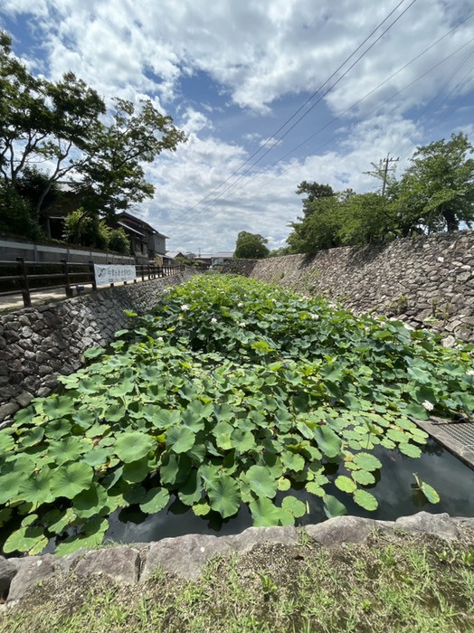 堀には蓮が咲いている