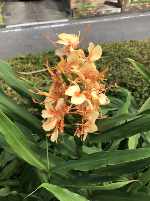 ジンジャーリリー