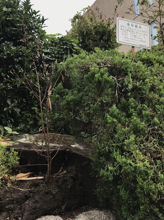 元保存樹木