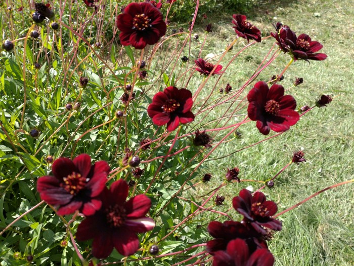 チョコレートコスモス