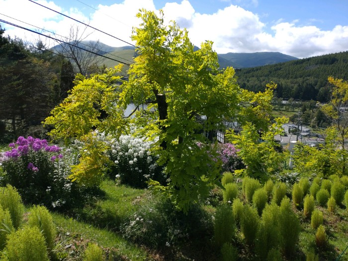 黄金のアカシア