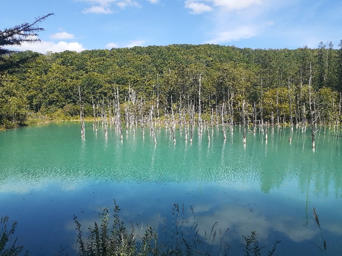 青い池