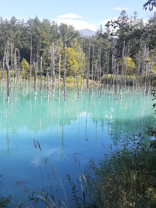 青い池と十勝岳か